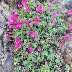 Cliff Beardtongue thumbnail 1