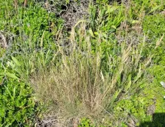 Sand Fescue thumbnail 3