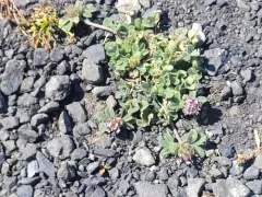 double-head clover thumbnail 1