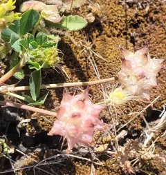 bull clover thumbnail 2