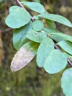 Leucoptera pachystimella thumbnail 4
