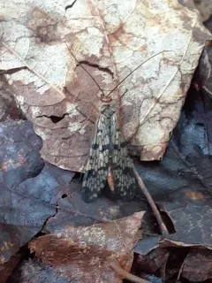 Panorpa latipennis thumbnail 2