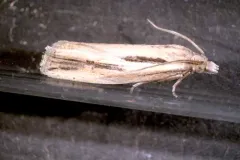 Two-lined Eucosma thumbnail 4