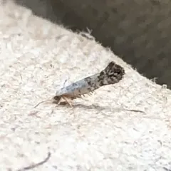 Arborvitae Leafminer thumbnail 2