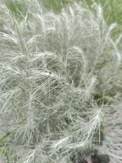 sand sagebrush thumbnail 4