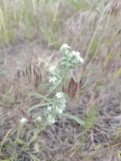 Bownut Cryptantha thumbnail 3