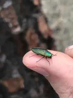 Phaenops gentilis thumbnail 2