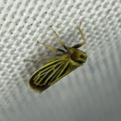 Amblysellus curtisii thumbnail 2