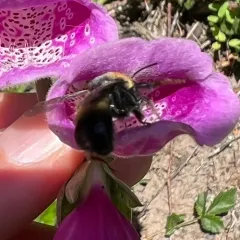 Bumblebee-like Digger Bee thumbnail 1