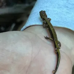 Dunn's salamander