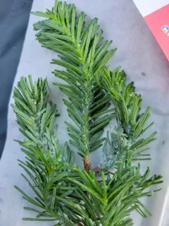 Balsam Twig Aphid thumbnail 2