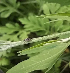 beet petiole borer thumbnail 4