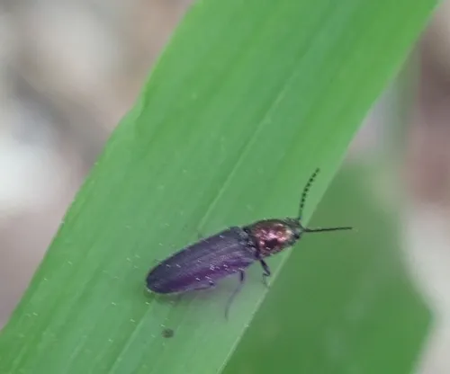 Gold-headed Click Beetle