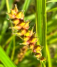 Houghton's sedge thumbnail 4