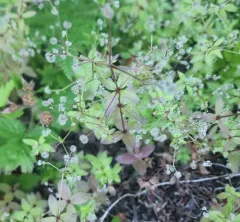 oregon bedstraw thumbnail 2