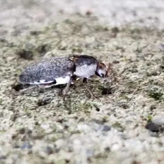 Hide Beetle thumbnail 2