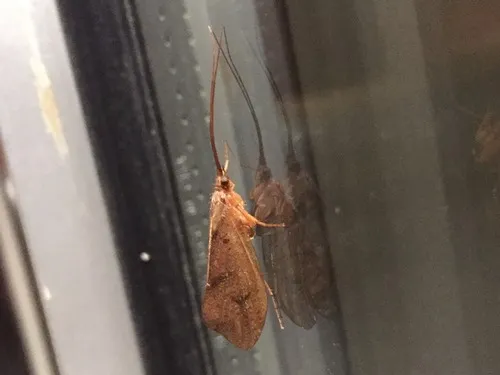 Pycnopsyche scabripennis