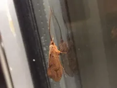 Pycnopsyche scabripennis thumbnail 1