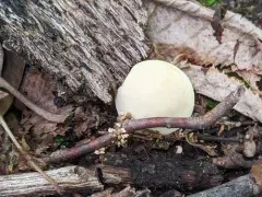 least puffball thumbnail 2