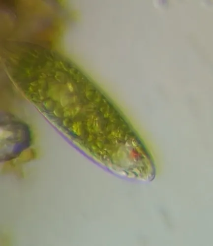Euglena sociabilis