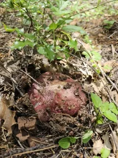 Spring Butter Bolete thumbnail 3