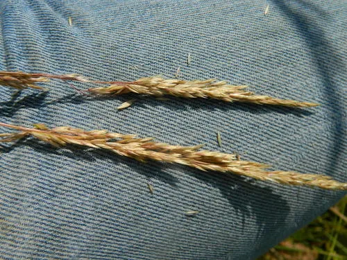 Wolf's trisetum