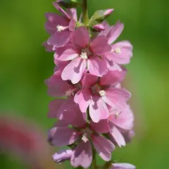 Henderson's Checker-mallow thumbnail 3