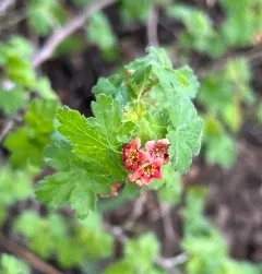 mountain gooseberry thumbnail 2