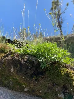 Tadpole buttercup thumbnail 4