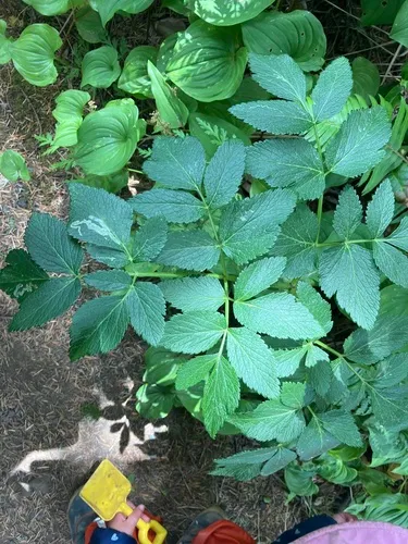 Phytomyza archangelicae
