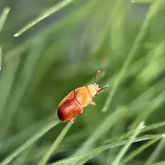 Antherophagus ochraceus thumbnail 3
