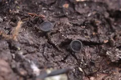 Atrozythia klamathica thumbnail 2