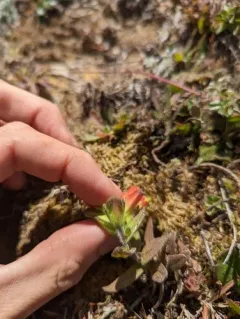 Mendocino Coast paintbrush thumbnail 1
