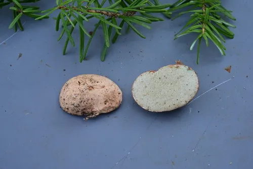 Rhizopogon bacillisporus