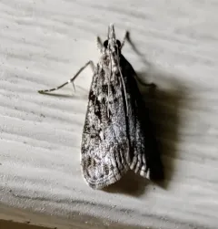 Eudonia spenceri thumbnail 3