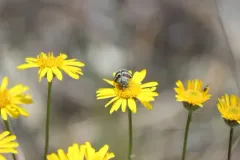 Anatralata versicolor thumbnail 4