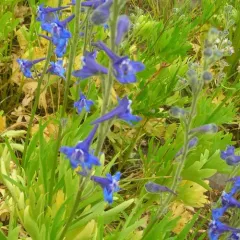 Kittitas larkspur thumbnail 2