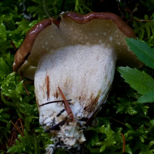 Suillus punctatipes