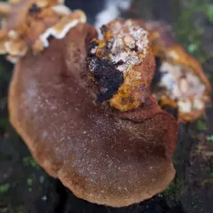 Mustard Yellow Polypore thumbnail 4
