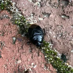 Two-lined Burrowing Bug thumbnail 2