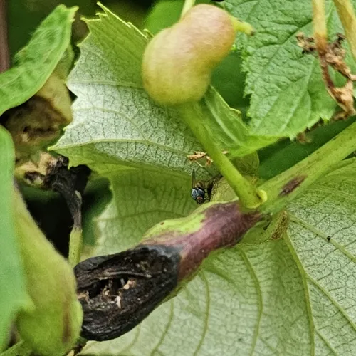 Grape Tumid Gallmaker Midge