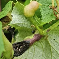 Grape Tumid Gallmaker Midge thumbnail 1