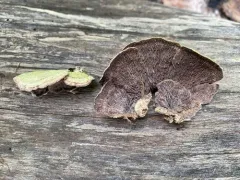 Trichaptum laricinum thumbnail 4