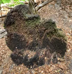 Indian paint fungus thumbnail 1
