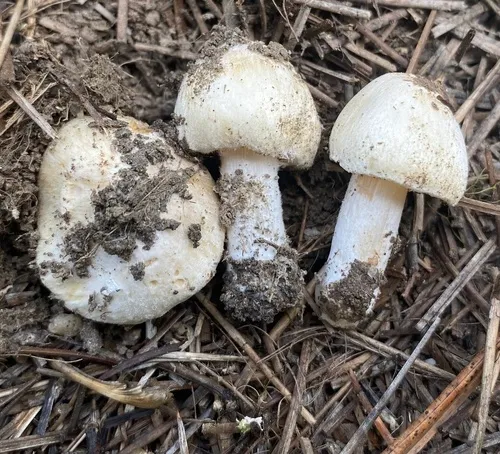 Pseudosperma niveivelatum