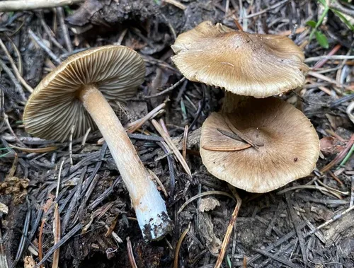 Inocybe rainierensis