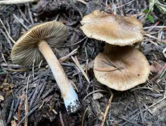 Inocybe rainierensis thumbnail 1