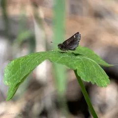 Common Roadside-Skipper thumbnail 2