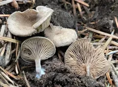 Entoloma undatum thumbnail 2