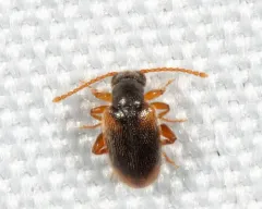 Syzeton fasciatus thumbnail 4